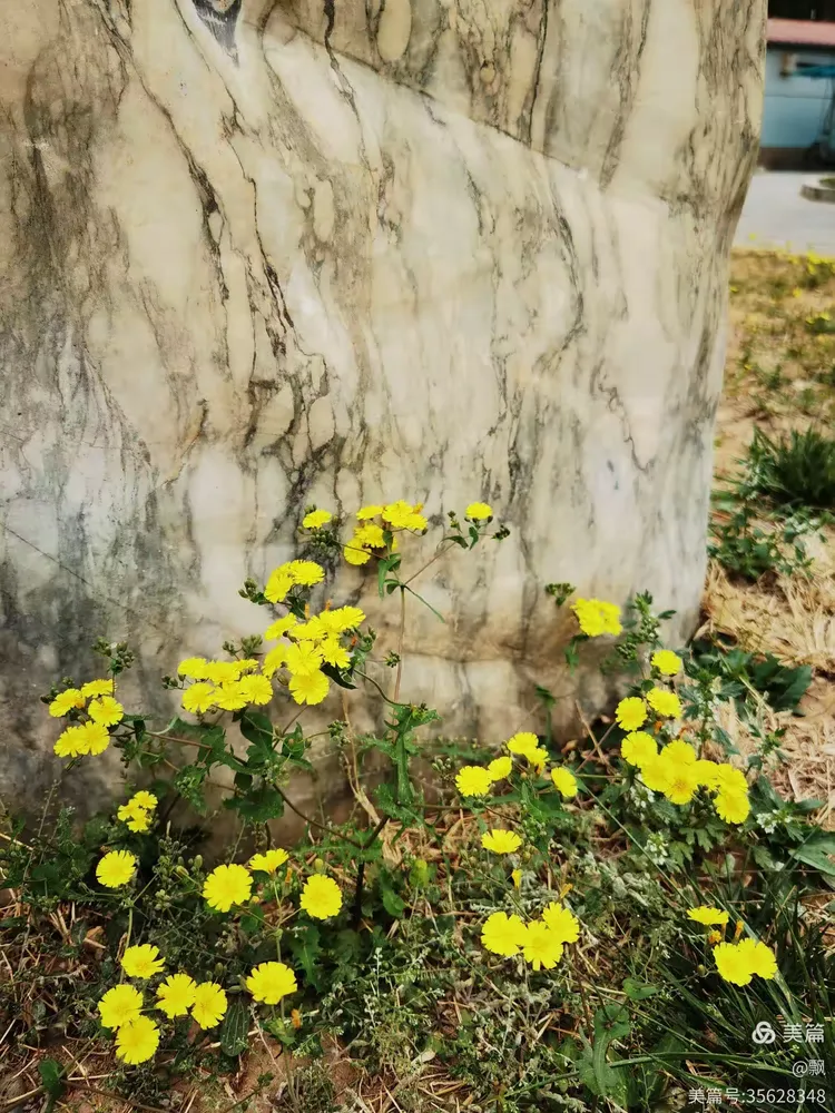 苦菜花开满地黄